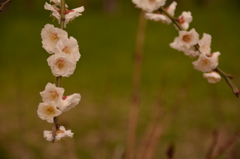 梅8
