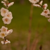 梅8