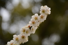 梅2