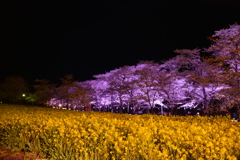 菜の花