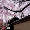 枝垂れ桜と和傘