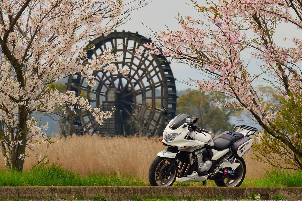 日本の春