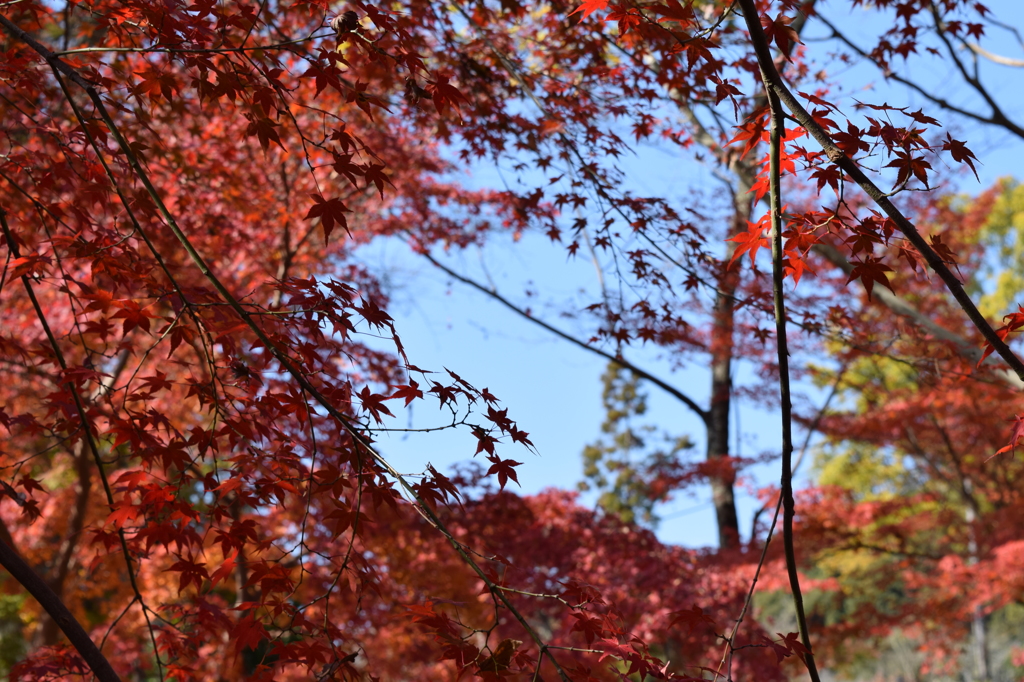 DSC_0620