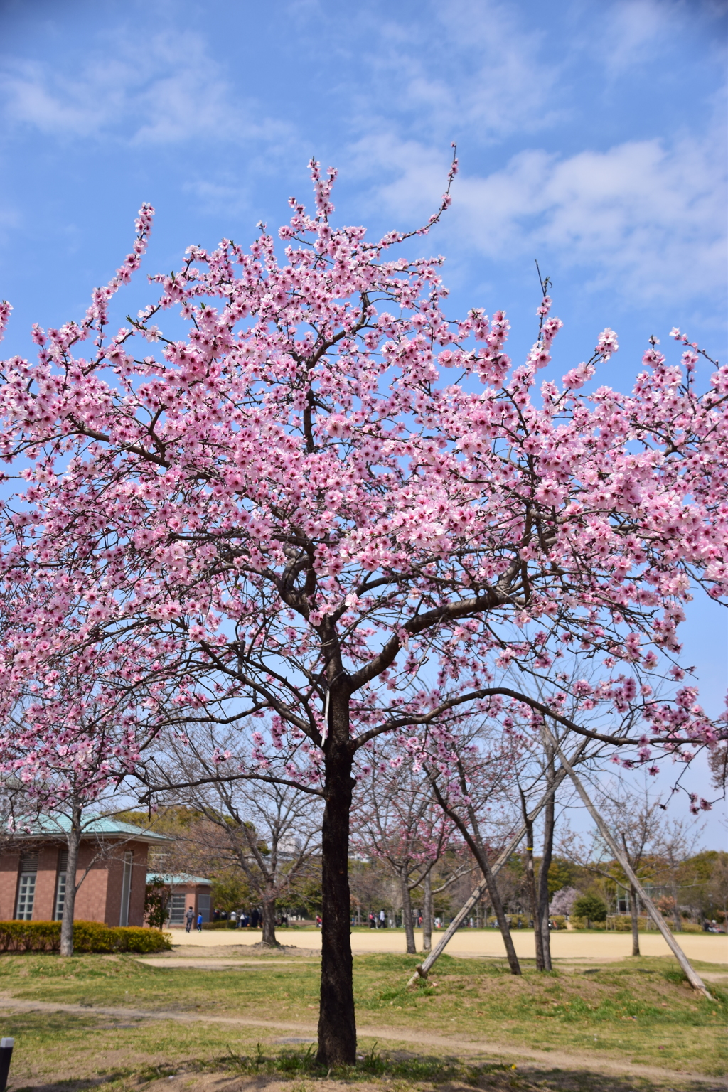 公園日和