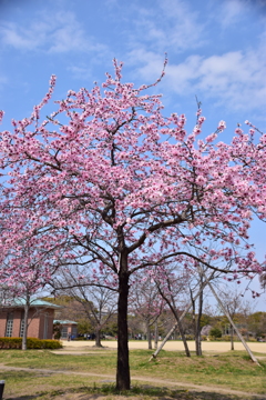 公園日和