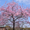 公園日和