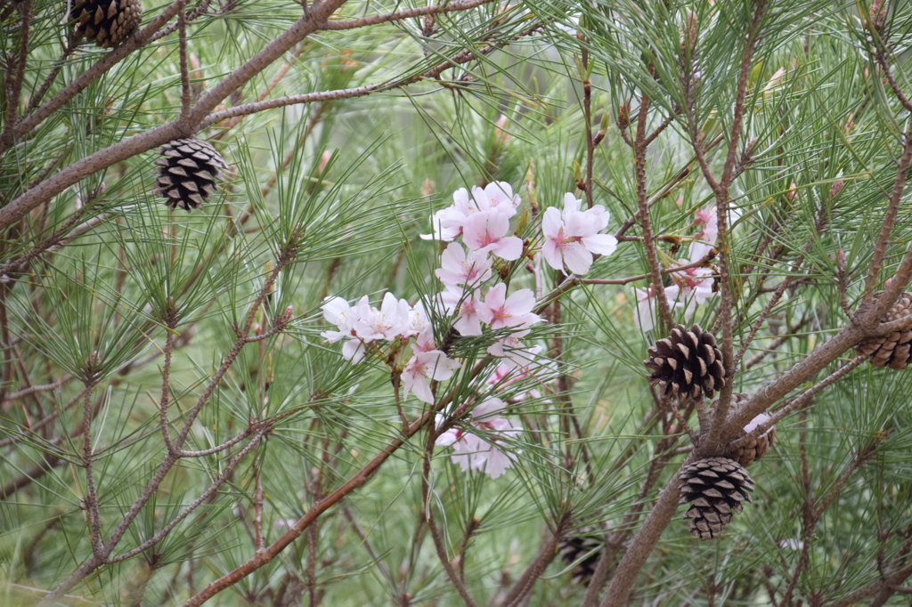 桜ぼっくり