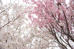 紅白桜合戦