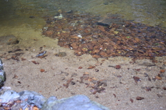 水の中の紅葉