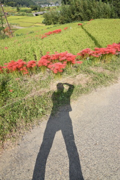 ここぞとばかりに彼岸花撮るやつ～ｗ