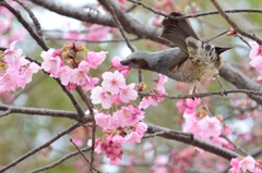 なんていう鳥なんでしょう？