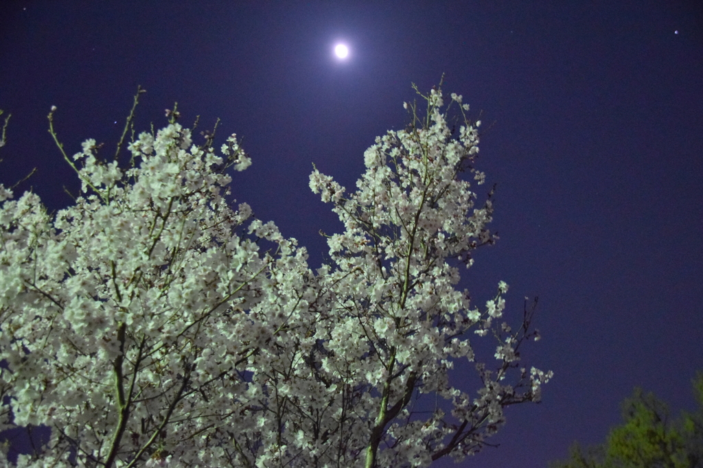 夜桜やで～