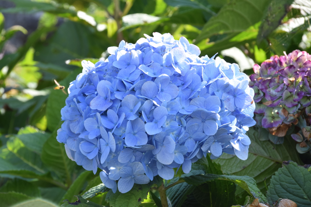 １０月やのにアジサイ