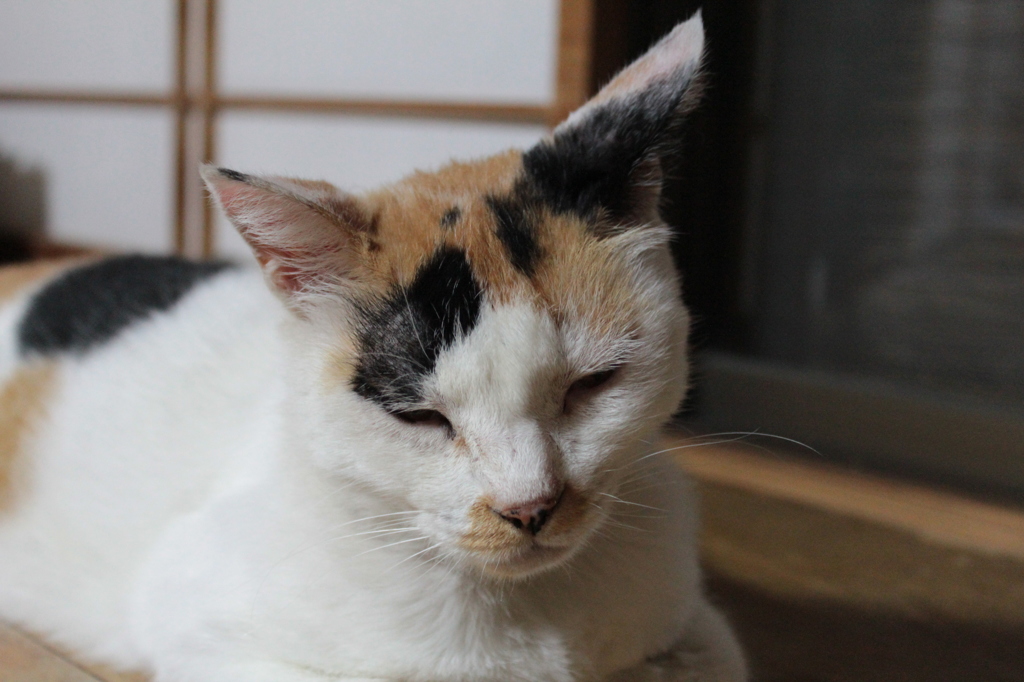 うちのたま