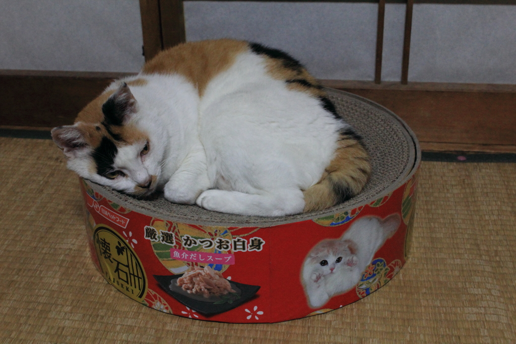 懐石のプレゼントに当たっちゃいました！