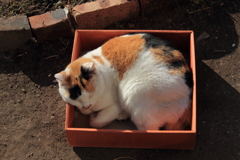 猫は箱が好き