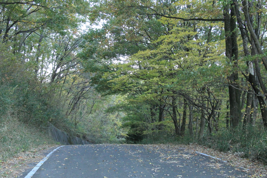 紅葉する予定