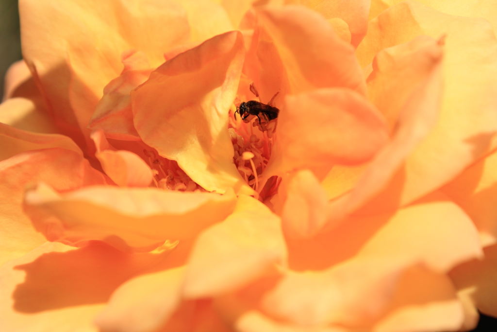 蜜を吸う