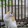 たま