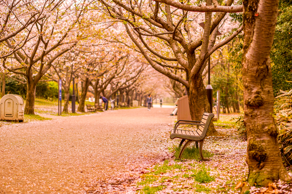 桜並木