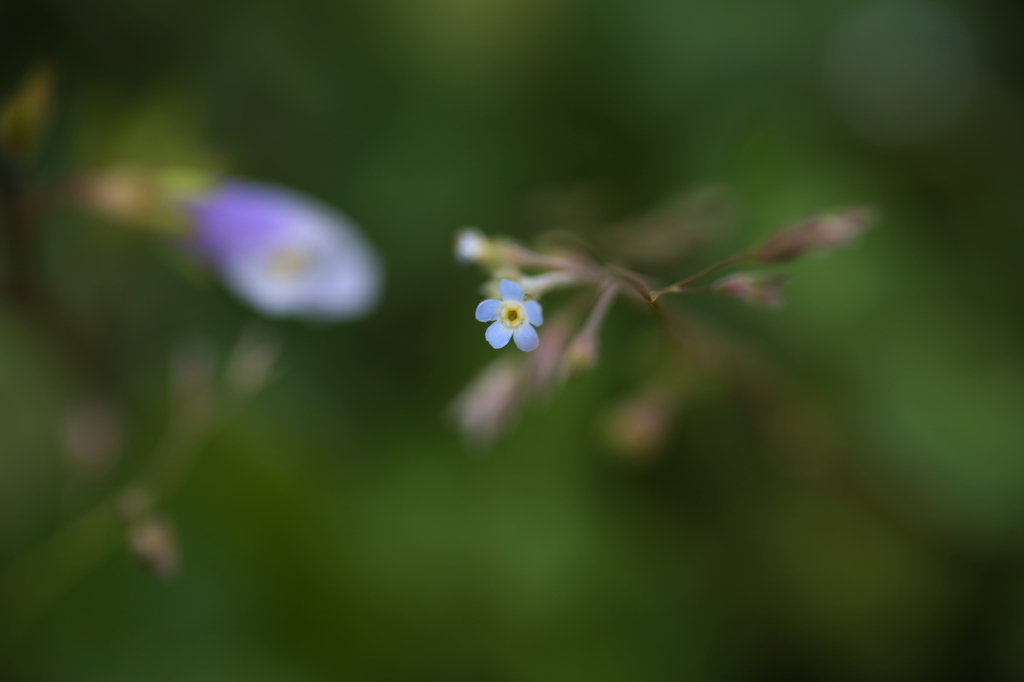 春の息吹　Ⅱ