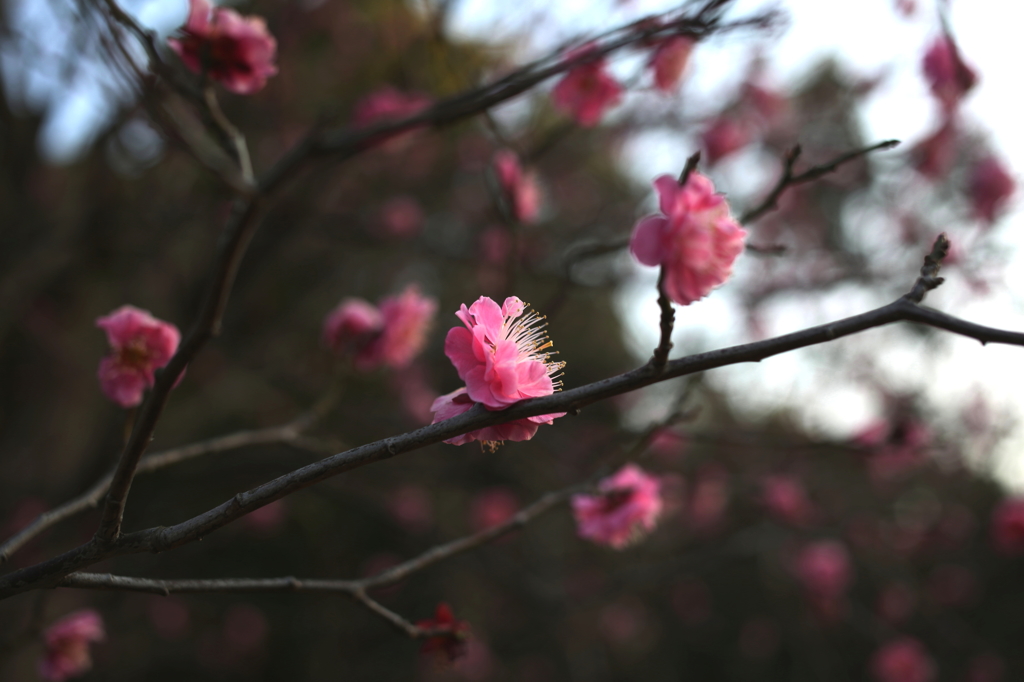 春の薫り