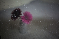 Rainy Day