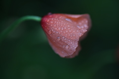 雫