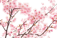桜花爛漫
