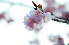 綻び　３