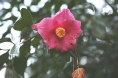 凛と、そっと、、