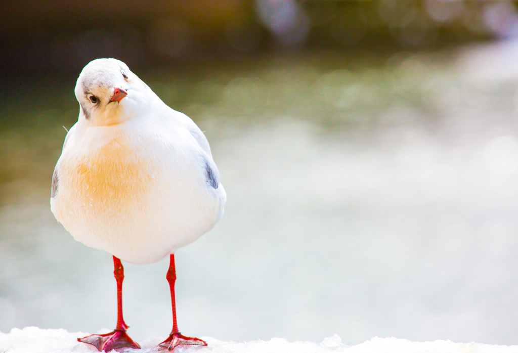 I'm a perfect birdman.