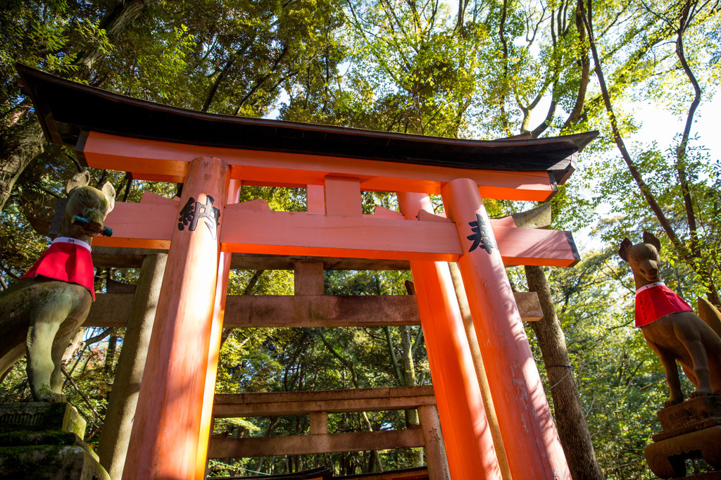鳥居と狐