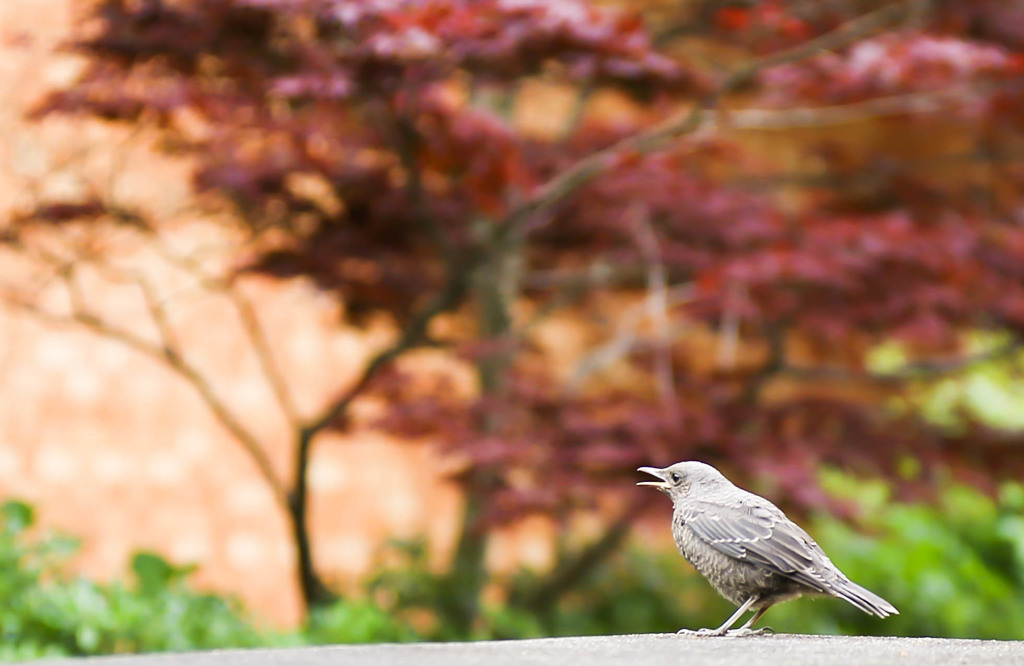 春の招き