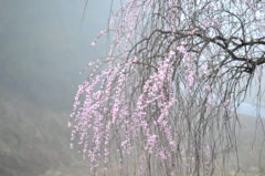 梅の花