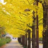 銀杏のにおいと秋の香り