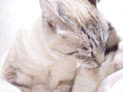 Photoネコ