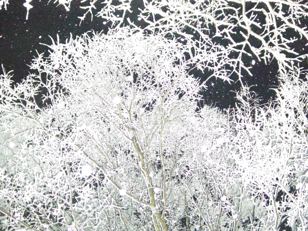雪のイルミネーション