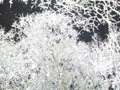 雪のイルミネーション