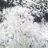 雪のイルミネーション