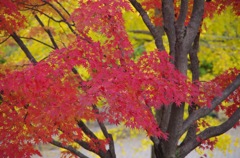 秋紅葉
