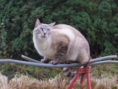 ねこばす