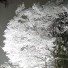 雪花1