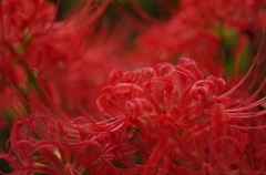 彼岸花