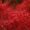 彼岸花