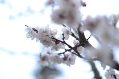 梅