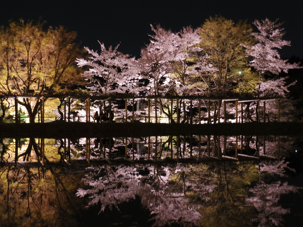 sakura