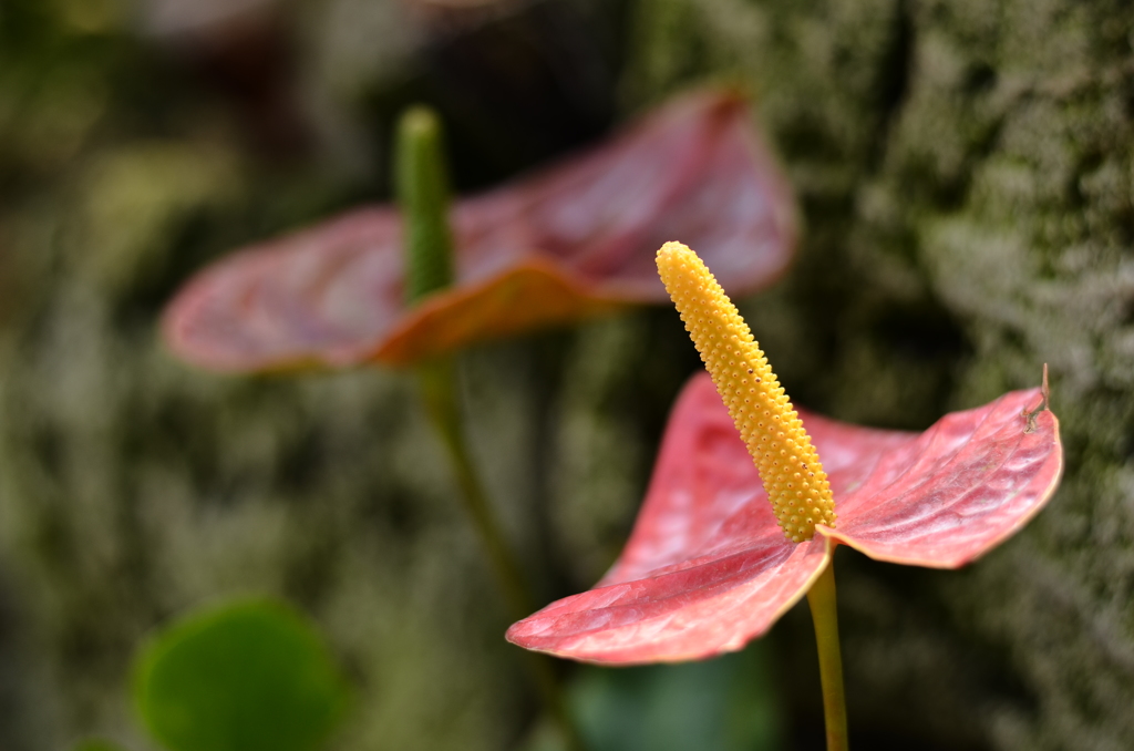 Anthurium