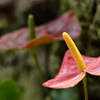 Anthurium