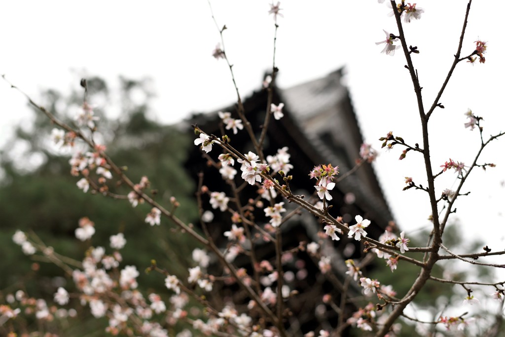 京都・知恩院